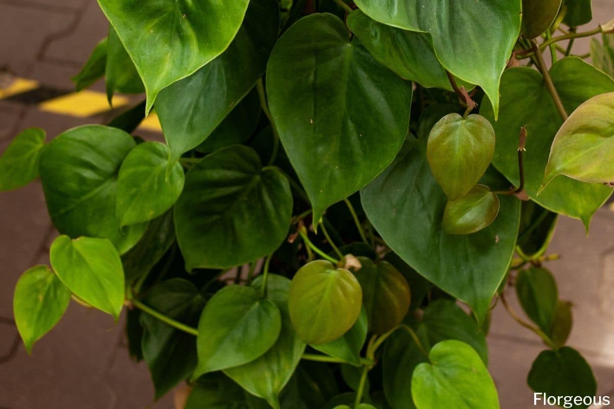 2 Main Types Of Philodendron 10 Varieties You Can Choose Florgeous 2933