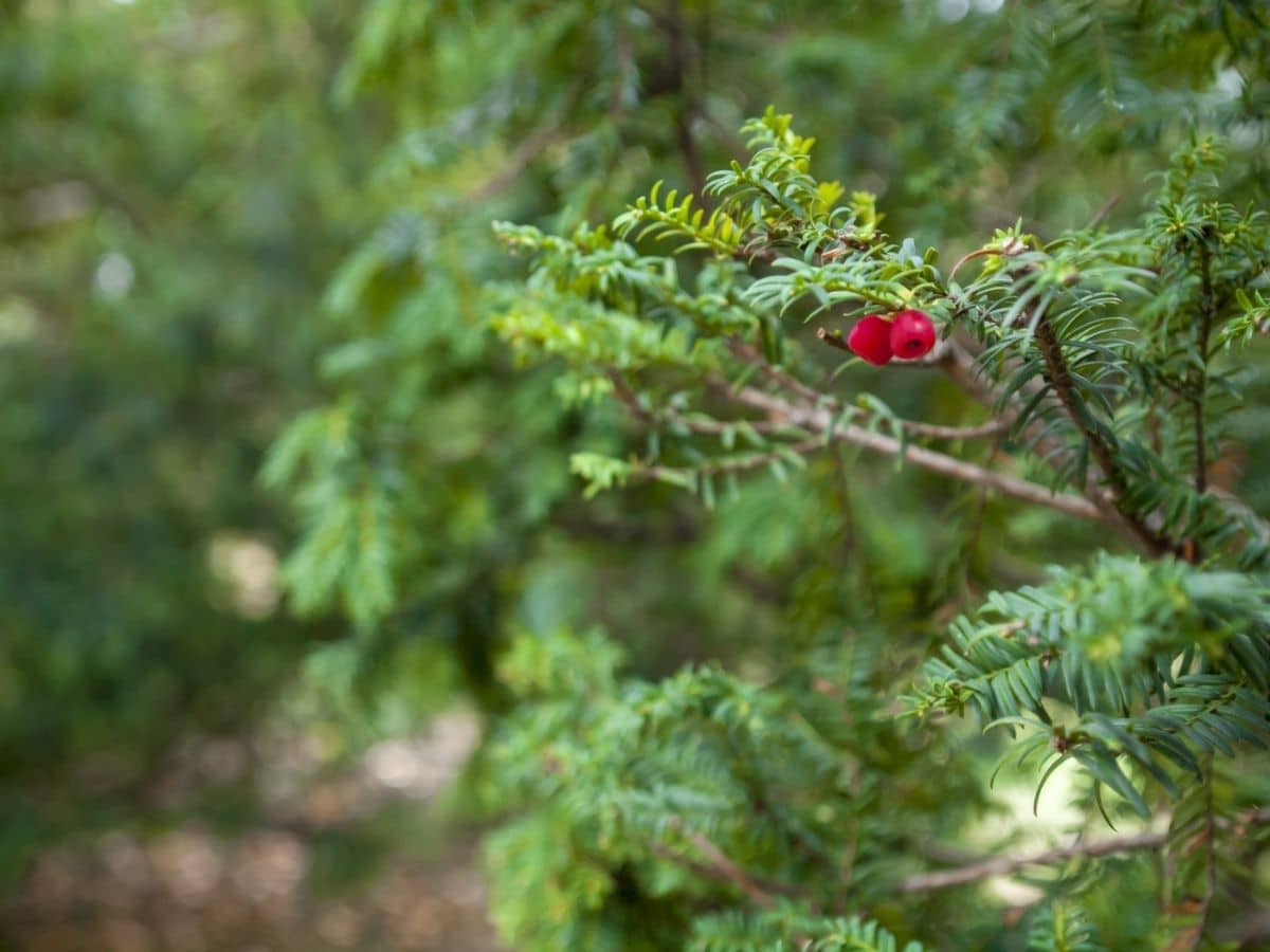 How To Grow and Care for Yews (Taxus spp.)