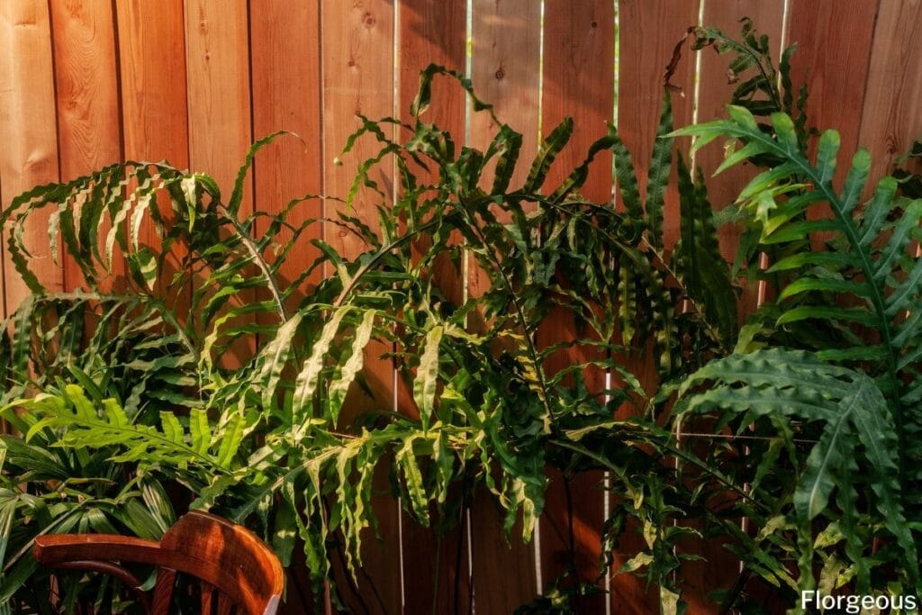 How to Grow and Care for Fern Houseplants