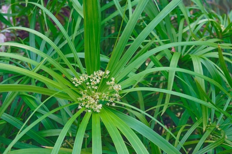 How to Grow and Care for Umbrella Papyrus (Cyperus alternifolius ...