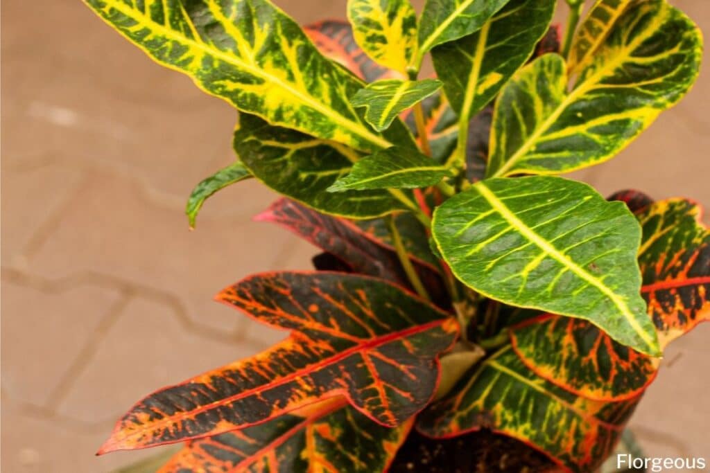 variegated croton