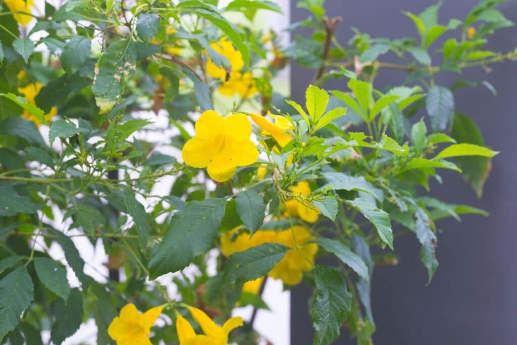 yellow bells flower