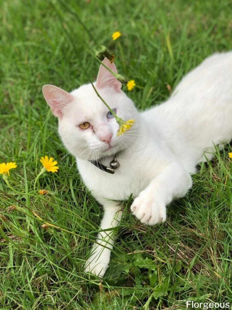 cats in garden