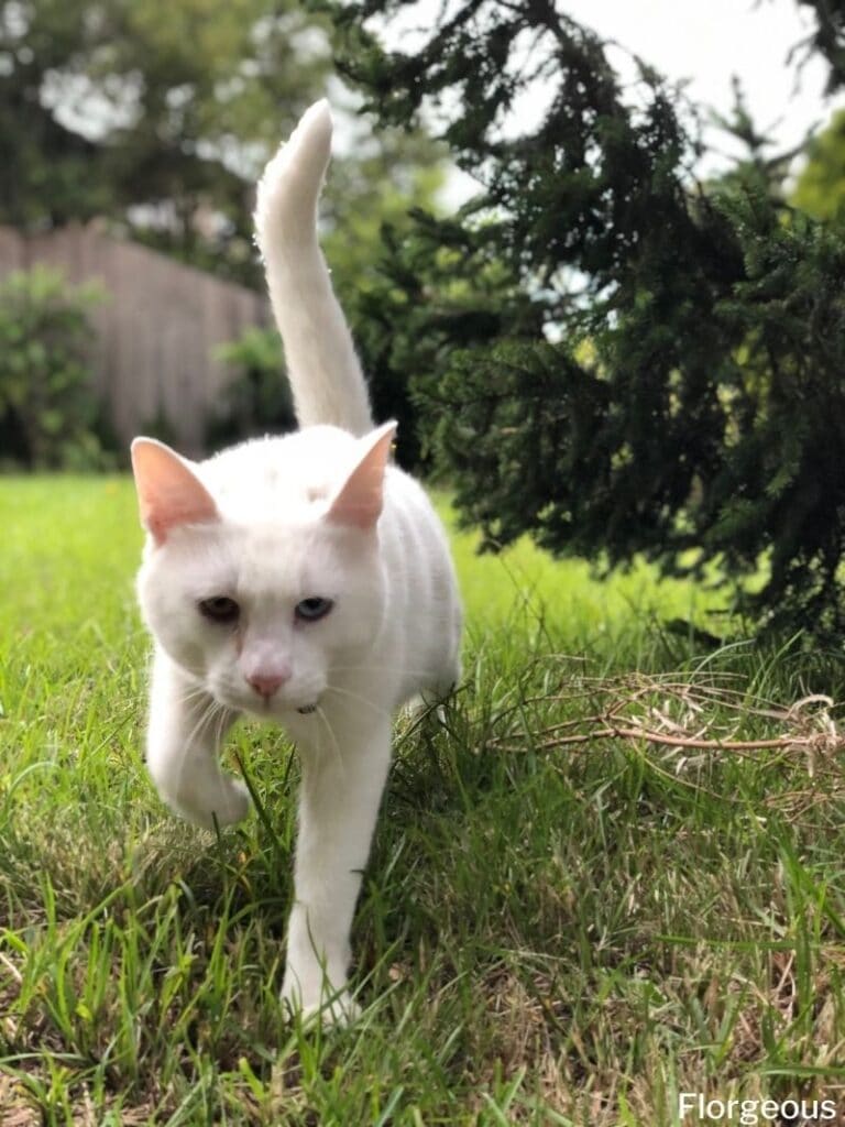 cats in yard