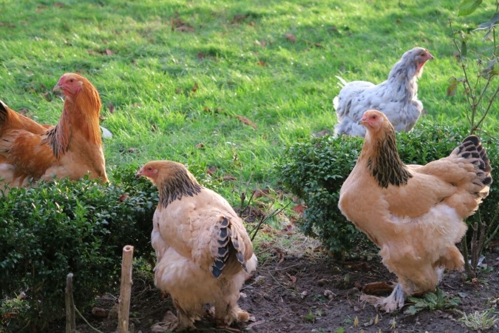 keeping chickens out of garden