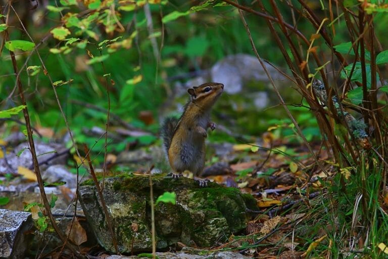 How to Keep Chipmunks Out of Garden: 10 Effective Tricks | Florgeous