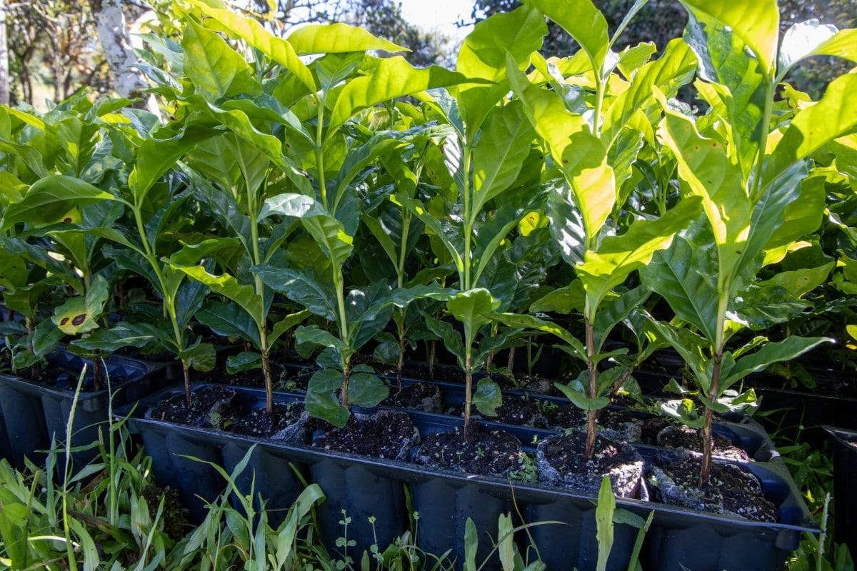 6 Types and Species of Coffee Plants to Grow