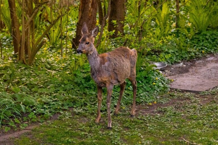 How to Keep Deer Out of Garden 15 Effective Tricks