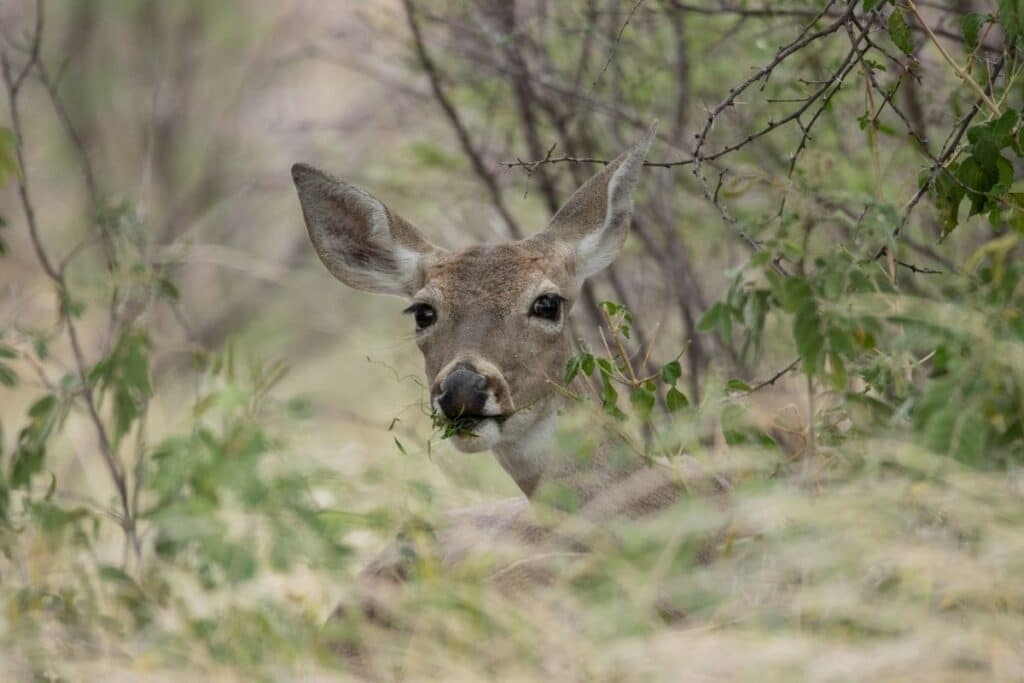 deer repellents