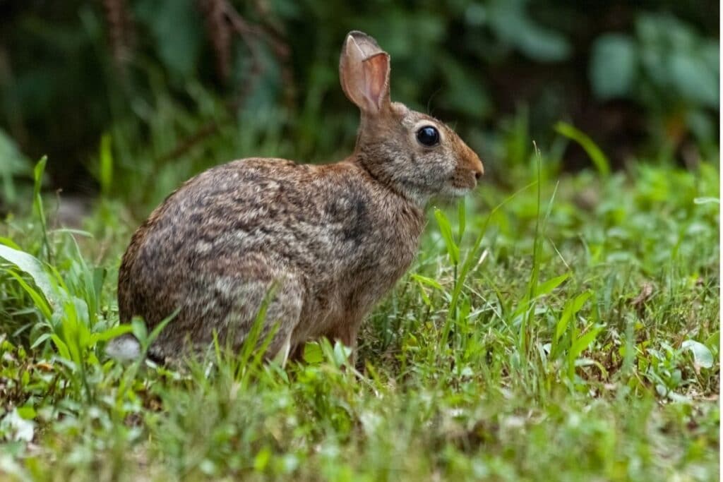 deter rabbits