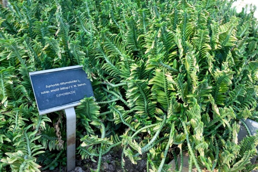 devils backbone plant sunlight