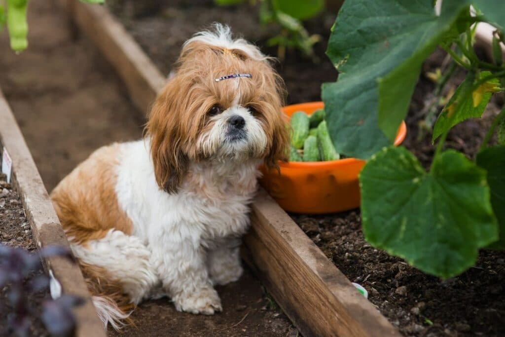 dog in garden