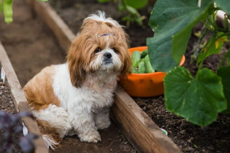 How to Keep Dogs Out of Garden 10 Effective Tricks