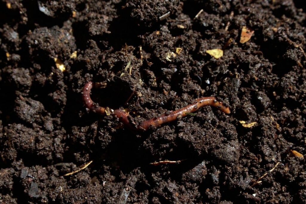 earth worms