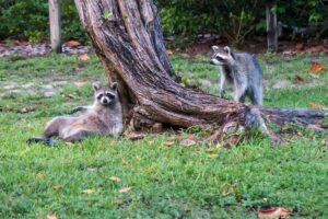 How To Get Rid of Raccoons (Effective Tricks That Work!) | Florgeous