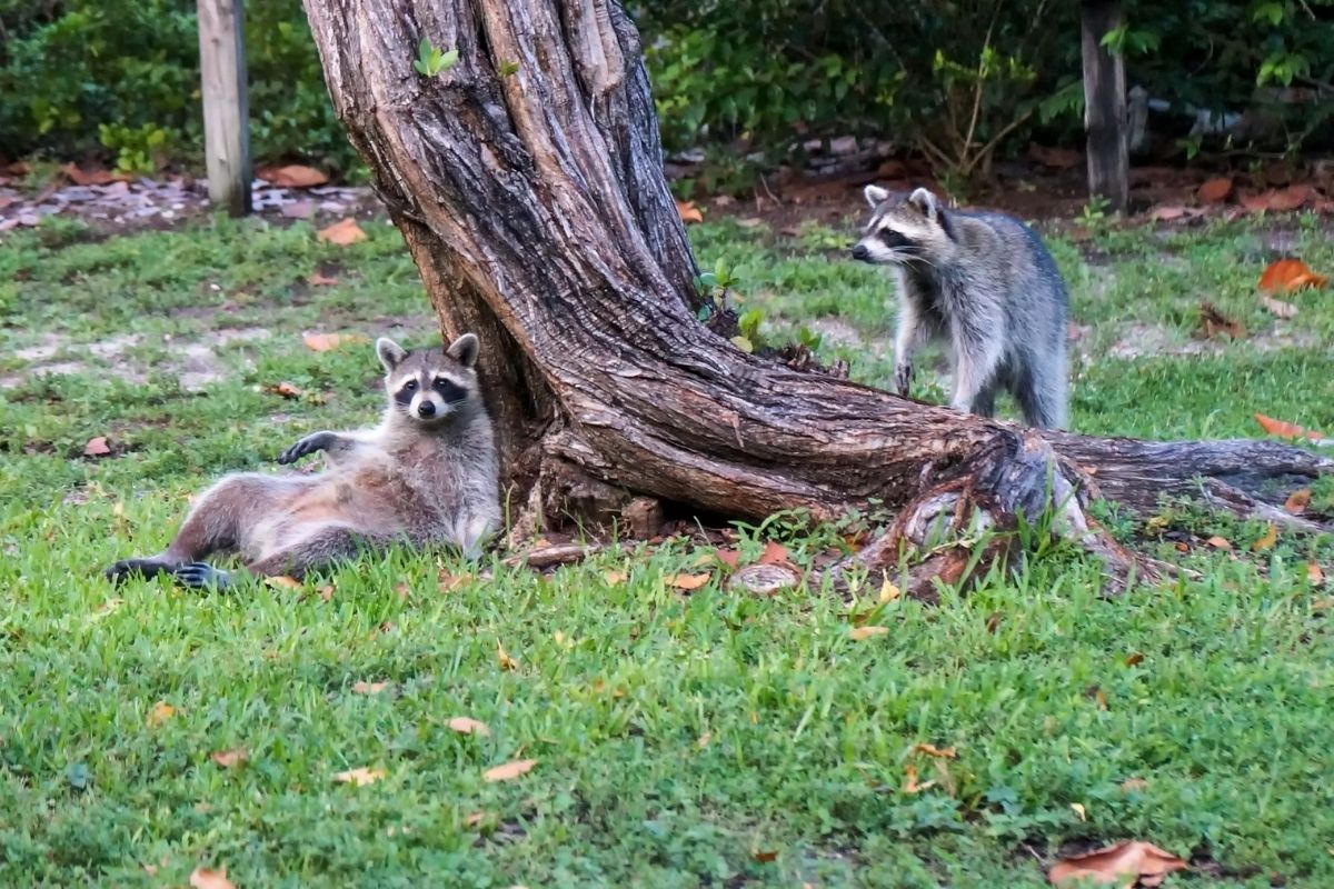 How To Get Rid Of Raccoons Effective Tricks That Work Florgeous   Get Rid Of Raccoons 