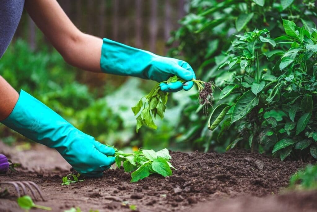 hand weeding