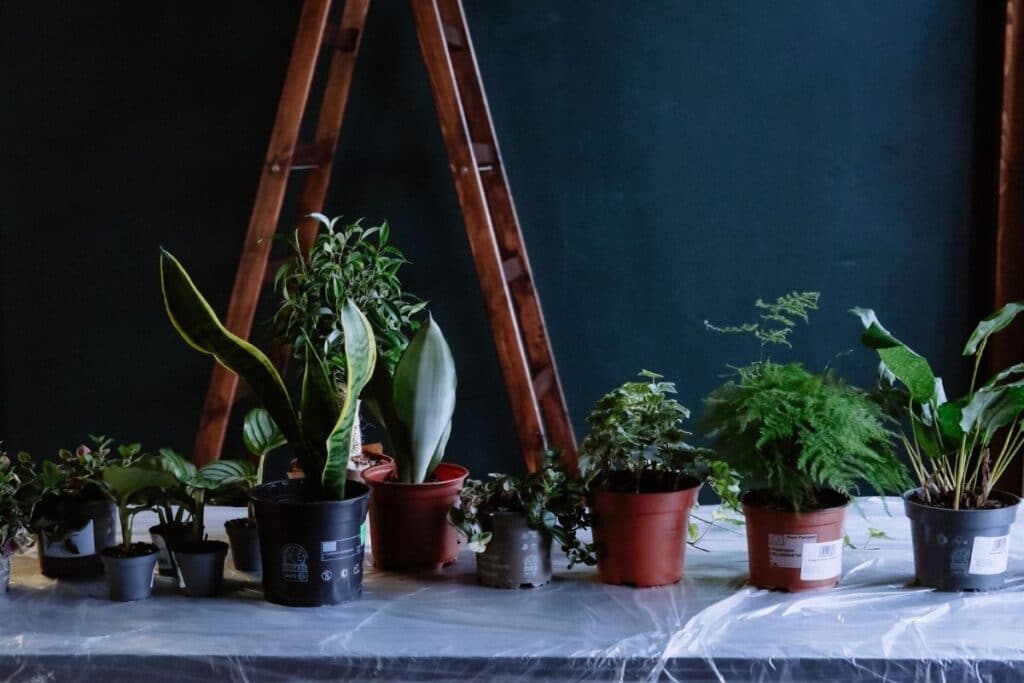 indoor plants potting soil