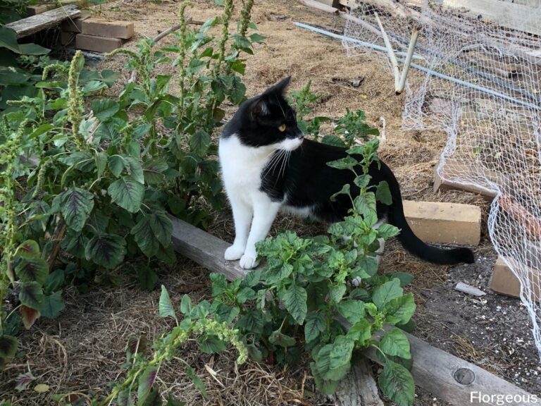 How to Keep Cats Out of Your Yard 8 Effective Tricks