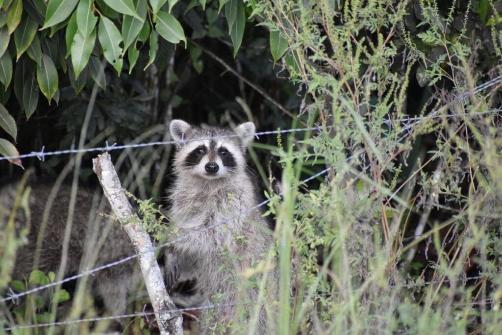 keep raccoons out of yard