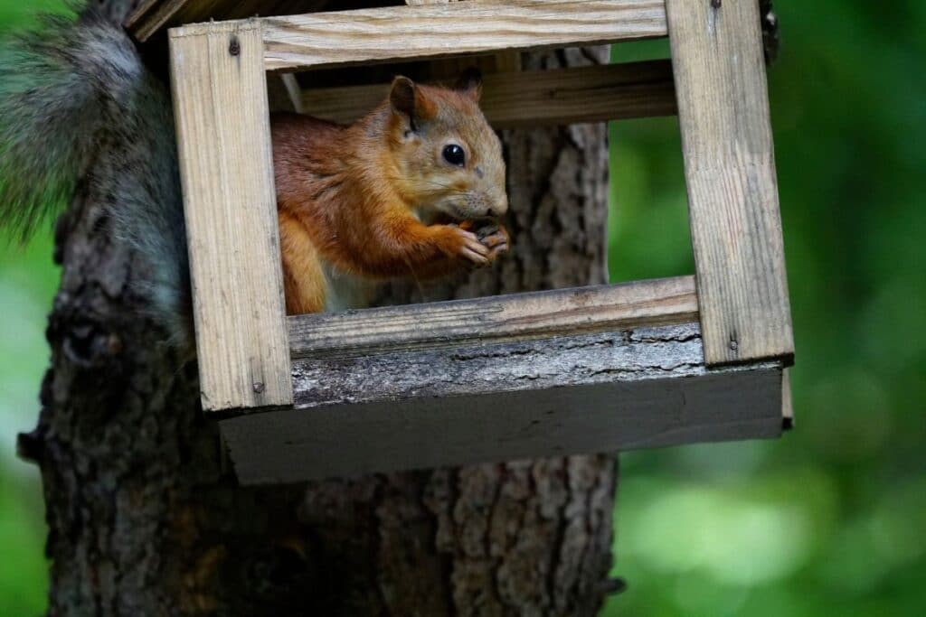 keep squirrels off bird feeders