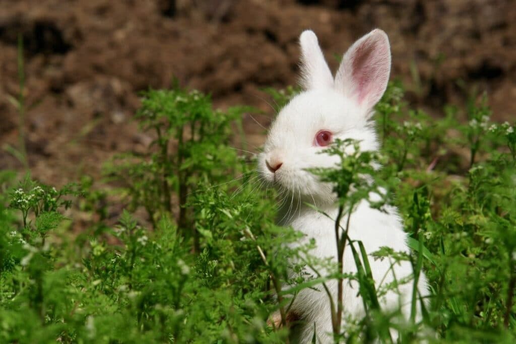 rabbits eating plants