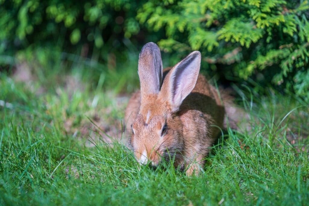 keep rabbits out of garden