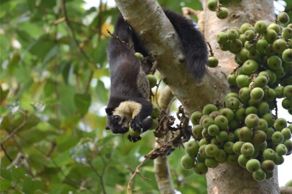 squirrels eat figs