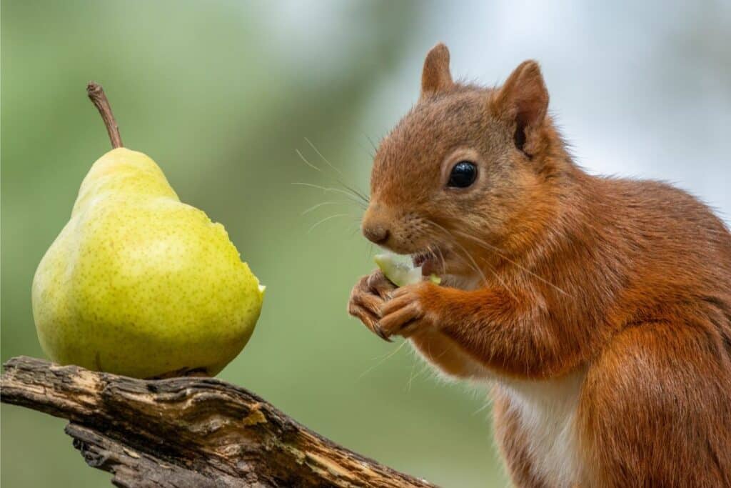 squirrels from eating pears