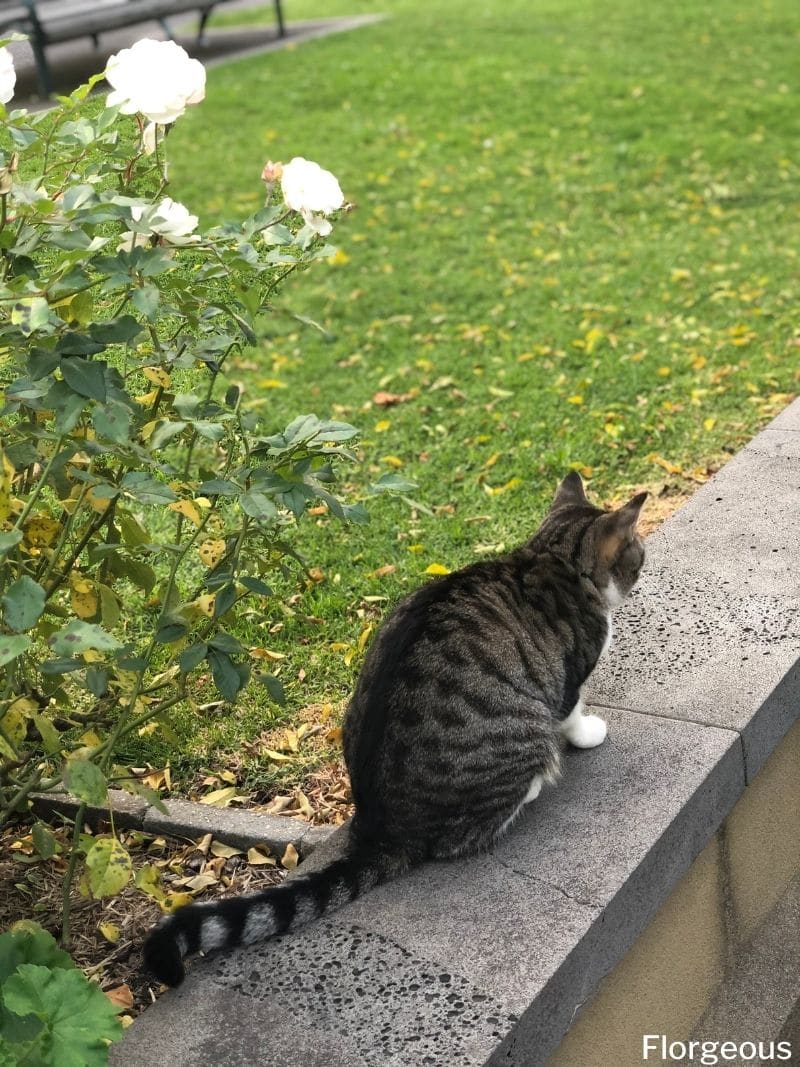 how-to-keep-cats-from-pooping-in-my-yard-florgeous