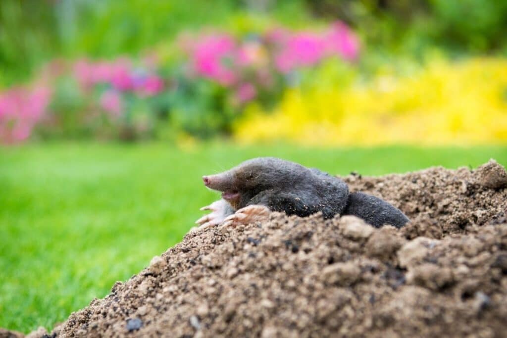 moles out of yard