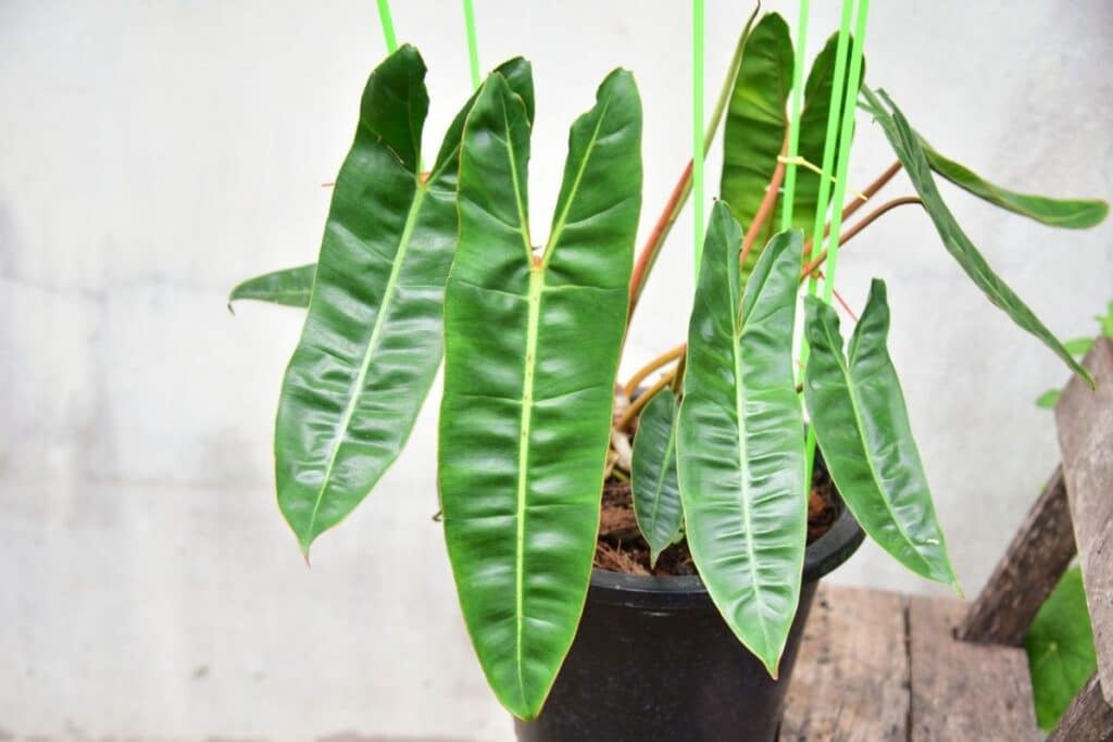 philodendron billietiae variegated
