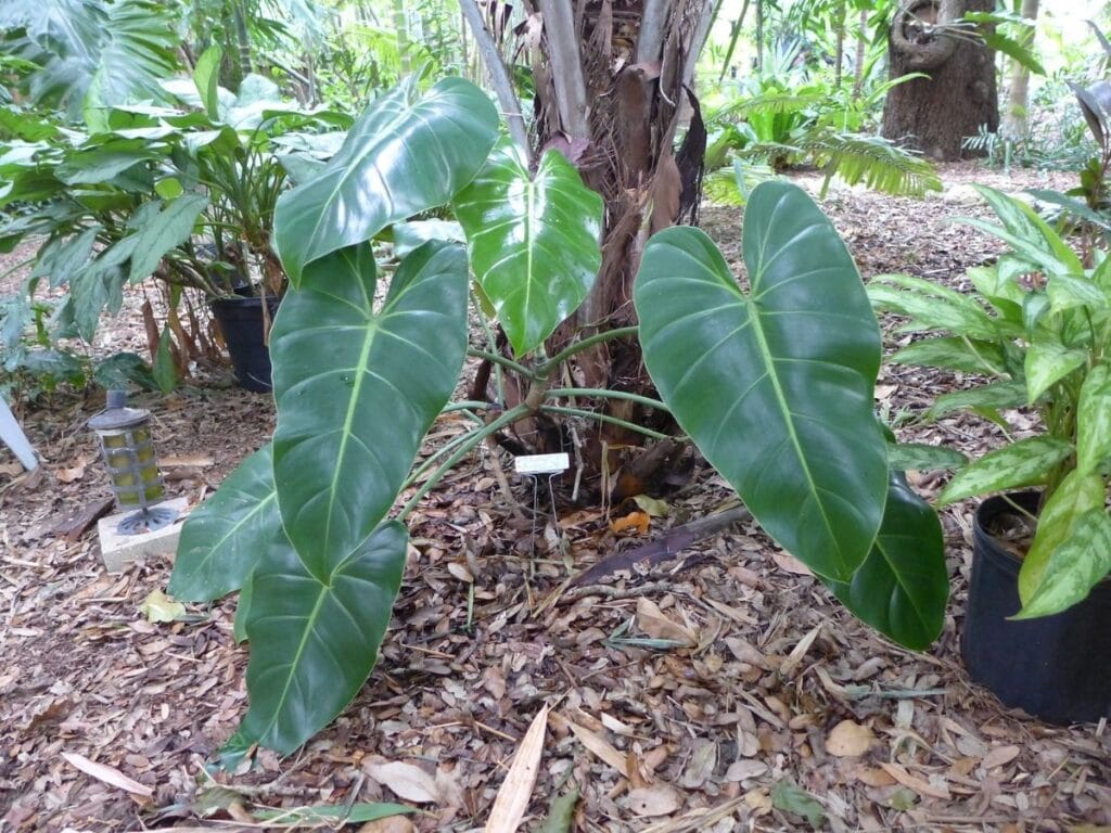 Philodendron Cordatum