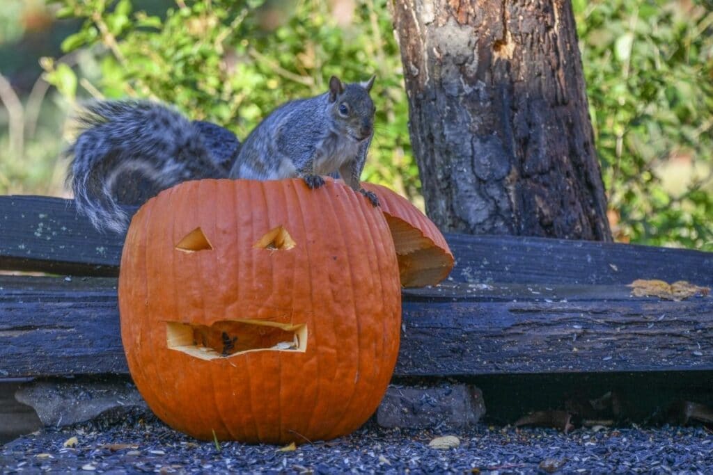 stop squirrels eating pumpkins
