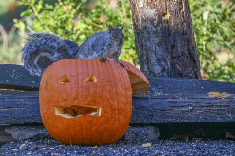 how-to-keep-squirrels-away-from-pumpkins-florgeous