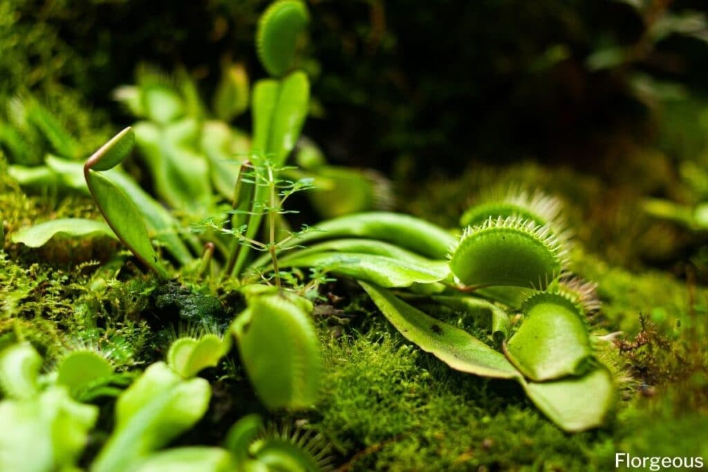 venus fly trap soil