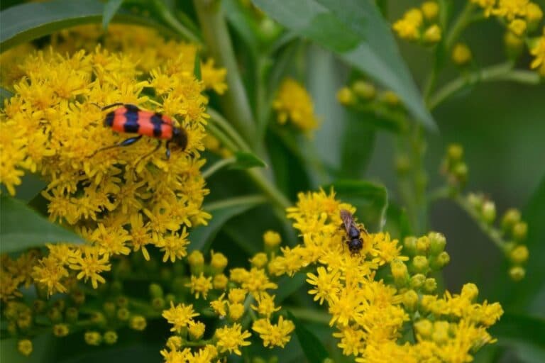 How to Keep Bugs Out of Garden