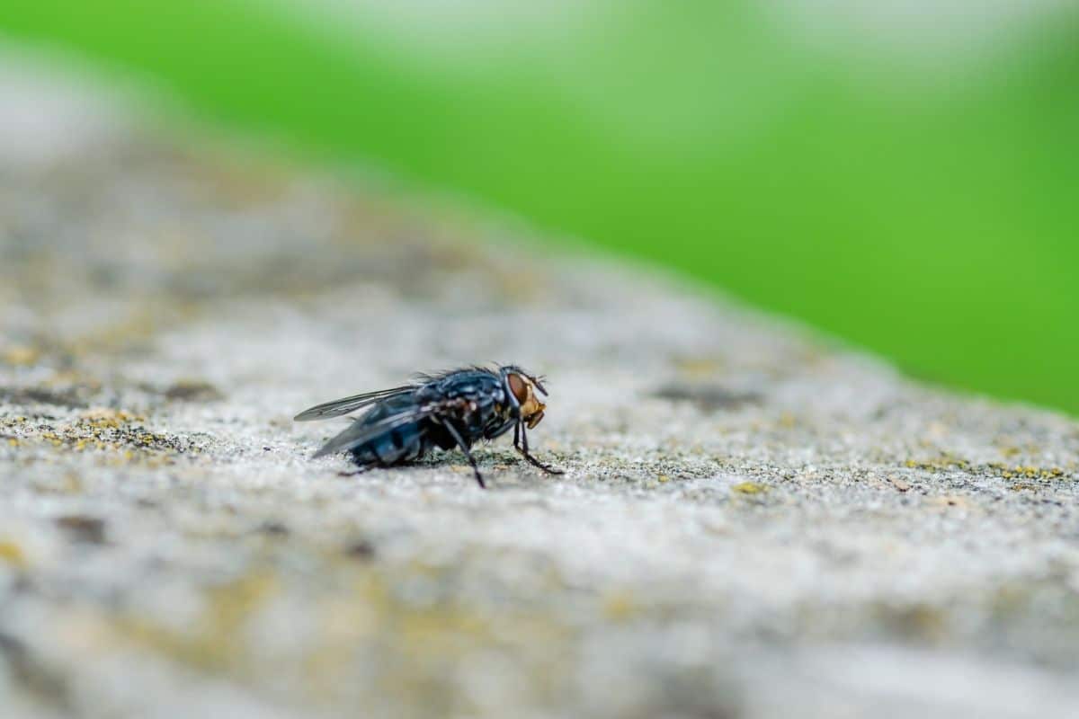 How to Get Rid of Flies Outside on Porch or in Backyard