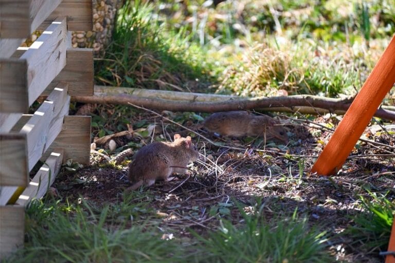 How to Keep Mice, Rats and Rodents Out of Garden