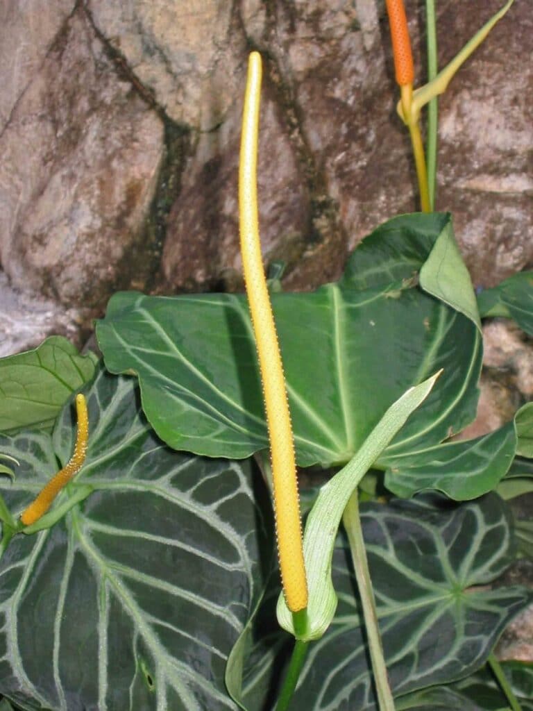 anthurium crystallinum