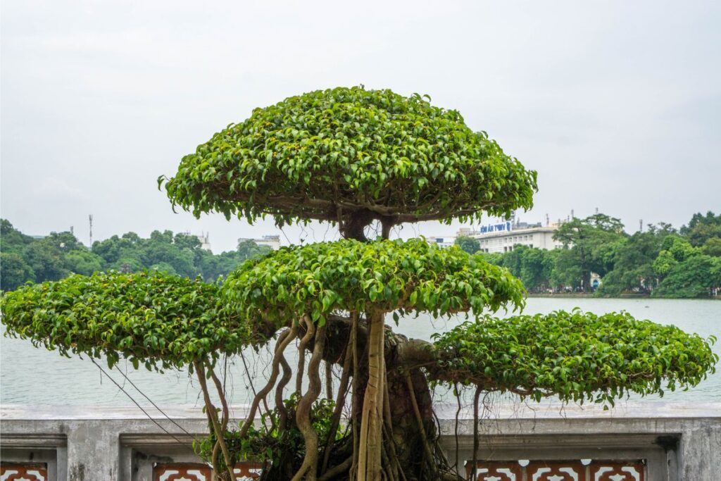 big bonsai tree