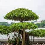 big bonsai tree