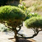 bonsai tree lifespan
