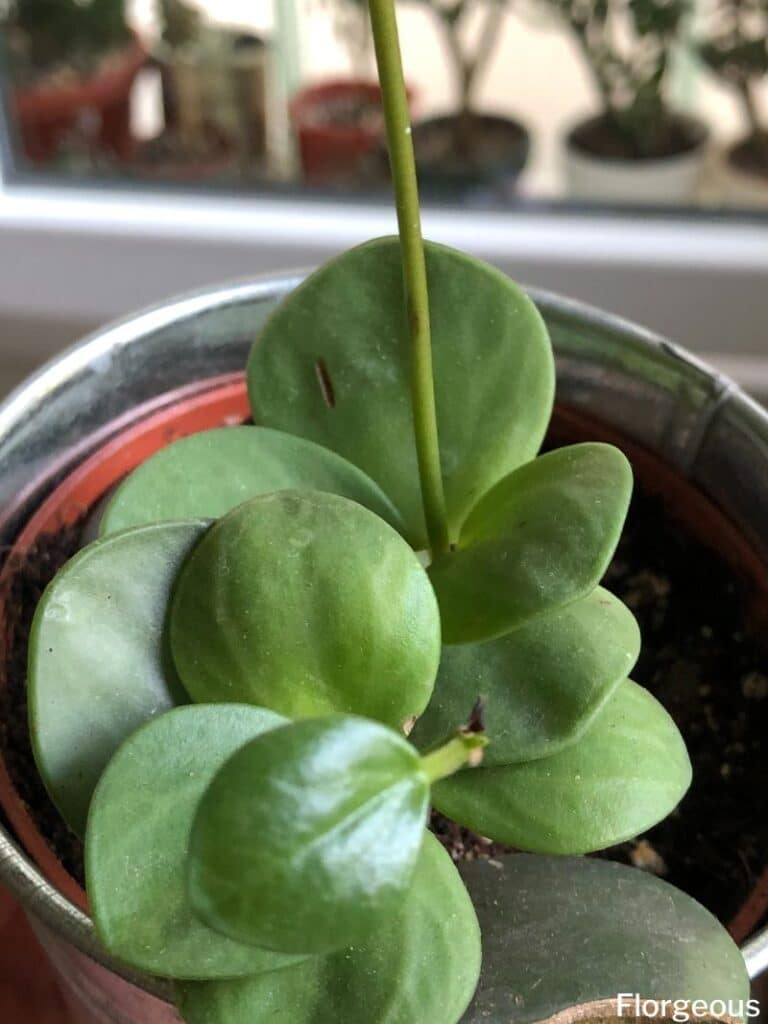 hope peperomia