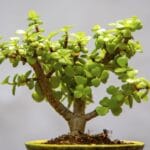 how long grow bonsai tree