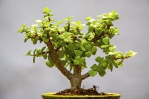 How Long Does it Take to Grow a Bonsai Tree? | Florgeous