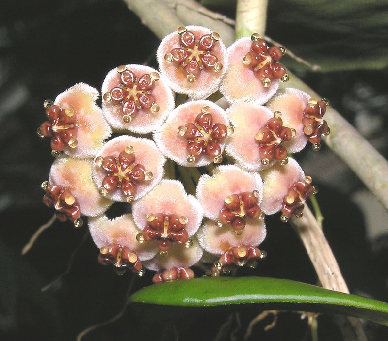 hoya obovata