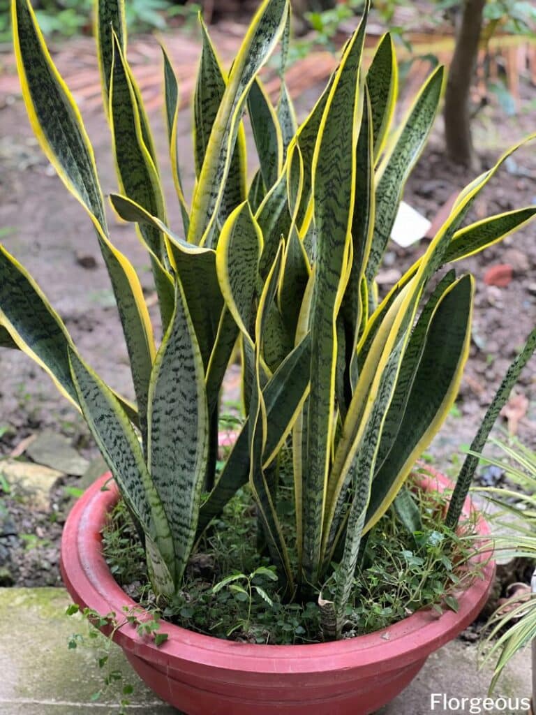 potted snake plant