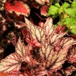 rex begonia varieties