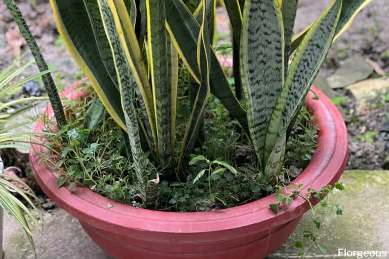 Choosing The Best Potting Soil for Snake Plant (Dracaena trifasciata